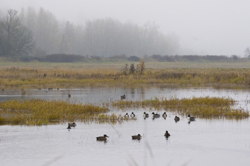 Northern Pintails And Northern Shovellers In Pond